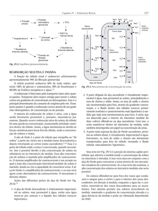 REABSORÇÃO SELETIVA E PASSIVA
A função do túbulo renal é reabsorver seletivamente
aproximadamente 99% da filtração glomerular.
O túbulo proximal reabsorve 60% de todo soluto, que
inclui 100% de glicose e aminoácidos, 90% de bicarbonato e
80-90% de fosfatos inorgânicos e água.1,2
A reabsorção é feita tanto pelo transporte tanto ativo quan-
to passivo. Transporte ativo requer energia para mover o soluto
contra um gradiente de concentração ou eletroquímico. Esse é o
principal determinante do consumo de oxigênio pelo rim. Trans-
portepassivoéquando a reabsorção ocorre atravésdeumgradi-
ente eletroquímico, de concentração ou de pressão.
A maioria da reabsorção de soluto é ativa, com a água
sendo livremente permeável e, portanto, movendo-se por
osmose. Quando ocorre reabsorção ativa do soluto do túbulo
há uma queda na concentração, ocasionando atividade osmó-
tica dentro do túbulo. Assim, a água movimenta-se devido às
forças osmóticas para áreas fora do túbulo, onde a concentra-
ção de solutos é maior.
A alça de Henle é a parte do túbulo que mergulha ou “dá
voltas” a partir do córtex até a medula (ramo descendente) e
depois retornando ao córtex (ramo ascendente).1,2,4 Essa é a
parte do túbulo onde a urina é concentrada, quando necessá-
rio. Isto é possível devido à alta concentração de soluto na
substância ou no interstício da medula. Essa alta concentra-
ção de solutos é mantida pelo amplificador de contracorren-
te. O sistema amplificador de contracorrente é um arranjo no
qual a mais alta concentração intersticial medular de soluto é
mantida, dando ao rim a capacidade de concentrar urina. A al-
ça de Henle é o amplificador de contracorrente, e os vasa recta
agem como alternadores da contracorrente. O mecanismo é
descrito abaixo:
Ações das diferentes partes da alça de Henle (ver Fig.
29-3):1,2
1. A alça de Henle descendente é relativamente impermeá-
vel ao soluto, mas permeável à água, então esta água
move-se por osmose e o líquido dos túbulos torna-se
hipertônico.
2. A parte delgada da alça ascendente é virtualmente imper-
meável à água, mas permeável ao soluto, principalmente a
íons de cloreto e sódio. Assim, os íons de sódio e cloreto
são movimentados para fora, através do gradiente concen-
tração, e o fluido dentro dos túbulos torna-se primei-
ramente isotônico e posteriormente mais hipotônico à me-
dida que mais íons movimentam-se para fora. A uréia, que
era absorvida para o interior do interstício medular do
duto coletor, difunde-se na alça ascendente. Com isso, a
uréia mantém-se dentro do interstício da medula, onde
também desempenha um papel na concentração da urina.
3. A parte mais espessa da alça de Henle ascendente, próxi-
ma ao túbulo distal, é virtualmente impermeável à água.
Entretanto, os íons de sódio e cloreto são ativamente
transportados para fora do túbulo, tornando o fluido
tubular marcadamente hipotônico.
Vasa recta (ver Fig. 29-1) é a porção do sistema capilar peri-
tubular que adentra a medula (onde a concentração de soluto
no interstício é elevada). A vasa recta atua em conjunto com a
alça de Henle para concentrar a urina através de um mecanis-
mocomplexodecontracorrente.Seavasarectanãoexistisse,a
alta concentração dos solutos no interstício medular não seria
possível.
Os solutos difundem-se para fora dos vasos que condu-
zem o sangue para o córtex e para o interior dos vasos des-
cendentes em direção à medula, enquanto a água faz o con-
trário, movendo-se dos vasos descendentes para os ascen-
dentes. Este sistema permite aos solutos recircularem na
medula, mantendo o gradiente de concentração elevado e a
água desvia-se da medula e pode ser eliminada dependendo
do HAD.
247Capítulo 29 K FISIOLOGIA RENAL
Fig. 29-2. Equilíbrio glomerulotubular.
! Pressão
arterial
" Angiotensina II
! Pressão
hidrostática
glomerular
" Pressão de
filtração
glomerular
" Liberação
de renina
! TFG
! NaCl na
mácula densa
! Resistência
Arteríola aferente" Resistência
Arteríola aferente
Fig. 29-3. Mecanismos de concentração da urina.
Ramo
descendente
Túbulo distal
Alça de Henle
300 300
600
900
1200 1200
1200
1400 14001400
1000
700
400
100
100
300
300
600
900900
H O2
H O2
H O2
H O2
H O2
H O2
H O2
H O2
H O2
H O2
H O2
NaCl
NaCl NaCl
NaCl
NaCl
NaCl
NaCl
NaCl
NaCl
Dutos
coletores
corticais
Dutos
coletores
medulares
Ramo
ascendente
 