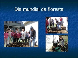 Dia mundial da floresta 