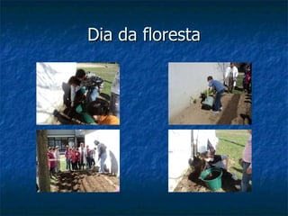 Dia da floresta 