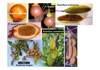 P. Quadrangularis _biblioteca_exposiciones_Los_Frutales_Como_Alternativa_Desarrollo.pdf