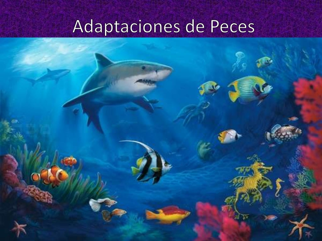 Adaptaciones de Peces