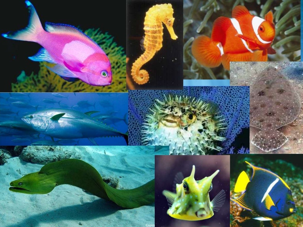 Adaptaciones de Peces