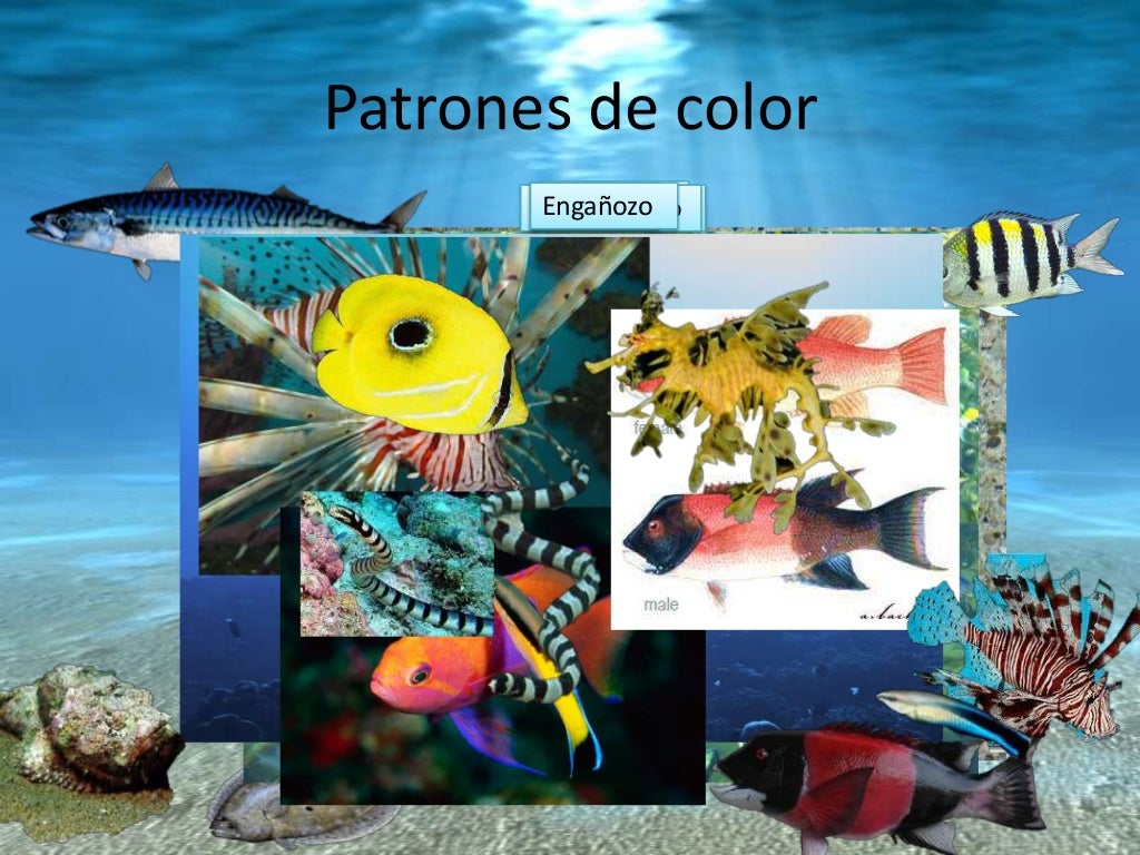 Adaptaciones de Peces