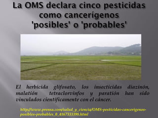 El herbicida glifosato, los insecticidas diazinón,
malatión tetraclorvinfos y paratión han sido
vinculados científicamente con el cáncer.
http://www.prensa.com/salud_y_ciencia/OMS-pesticidas-cancerigenos-
posibles-probables_0_4167333398.html
 