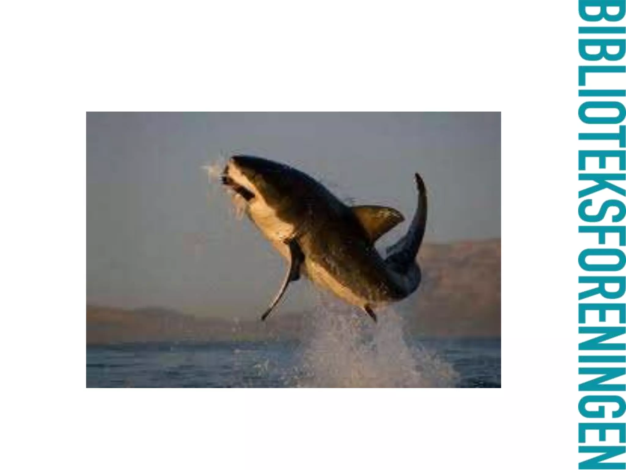 skaber samfundsnytte og sociale kapitalE-bog og alle den andre digitale tilbud – hva så?