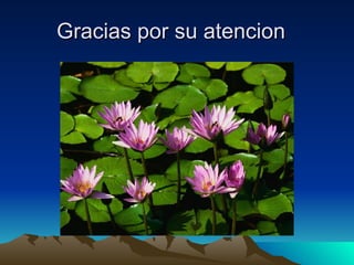 Gracias por su  atencion  