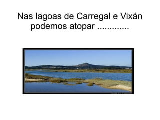 Nas lagoas de Carregal e Vixán podemos atopar ............. 