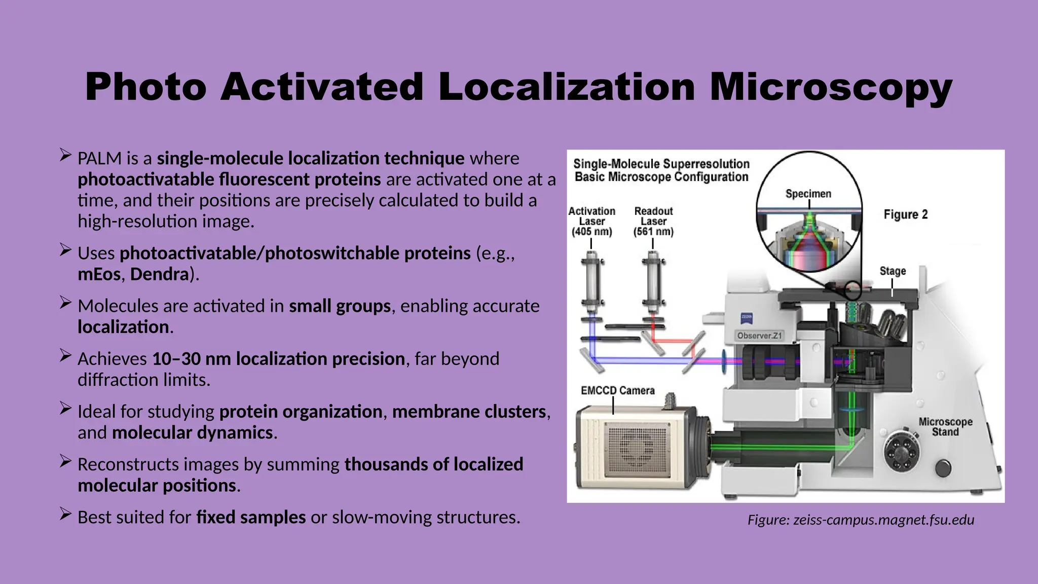 Photo Activated Localization Microscopy
 PALM is a single-molecule localization technique where
photoactivatable fluorescent proteins are activated one at a
time, and their positions are precisely calculated to build a
high-resolution image.
 Uses photoactivatable/photoswitchable proteins (e.g.,
mEos, Dendra).
 Molecules are activated in small groups, enabling accurate
localization.
 Achieves 10–30 nm localization precision, far beyond
diffraction limits.
 Ideal for studying protein organization, membrane clusters,
and molecular dynamics.
 Reconstructs images by summing thousands of localized
molecular positions.
 Best suited for fixed samples or slow-moving structures. Figure: zeiss-campus.magnet.fsu.edu
 