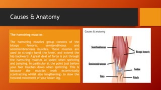 Causes & Anatomy
The hamstring muscles
The hamstring muscles group consists of the
biceps femoris, semitendinosus and
semimembranosus muscles. These muscles are
used to strongly bend the knee, and extend the
hip backward. A great deal of force is put through
the hamstring muscles at speed when sprinting
and jumping. In particular at the point just before
your foot touches down when sprinting. This is
because the muscles work eccentrically
(contracting whilst also lengthening) to slow the
forward movement of your lower leg.
 
