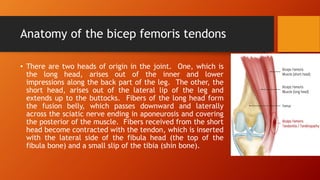 Anatomy of the bicep femoris tendons
• There are two heads of origin in the joint. One, which is
the long head, arises out of the inner and lower
impressions along the back part of the leg. The other, the
short head, arises out of the lateral lip of the leg and
extends up to the buttocks. Fibers of the long head form
the fusion belly, which passes downward and laterally
across the sciatic nerve ending in aponeurosis and covering
the posterior of the muscle. Fibers received from the short
head become contracted with the tendon, which is inserted
with the lateral side of the fibula head (the top of the
fibula bone) and a small slip of the tibia (shin bone).
 