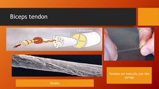Biceps tendon
Tendons are basically just like
springs
Tendon
 