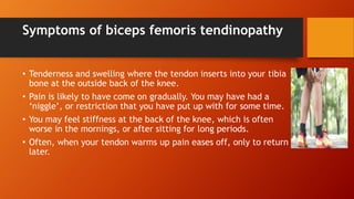 Symptoms of biceps femoris tendinopathy
• Tenderness and swelling where the tendon inserts into your tibia
bone at the outside back of the knee.
• Pain is likely to have come on gradually. You may have had a
‘niggle’, or restriction that you have put up with for some time.
• You may feel stiffness at the back of the knee, which is often
worse in the mornings, or after sitting for long periods.
• Often, when your tendon warms up pain eases off, only to return
later.
 