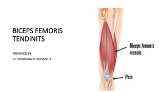 Biceps Femoris Rabbit BICEPS FEMORIS.pptx..................... | PPTX