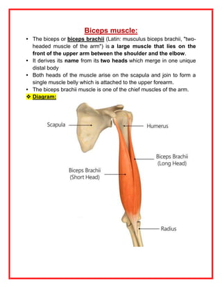 Biceps muscle:
• The biceps or biceps brachii (Latin: musculus biceps brachii, "two-
headed muscle of the arm") is a large muscle that lies on the
front of the upper arm between the shoulder and the elbow.
• It derives its name from its two heads which merge in one unique
distal body
• Both heads of the muscle arise on the scapula and join to form a
single muscle belly which is attached to the upper forearm.
• The biceps brachii muscle is one of the chief muscles of the arm.
 Diagram:
 