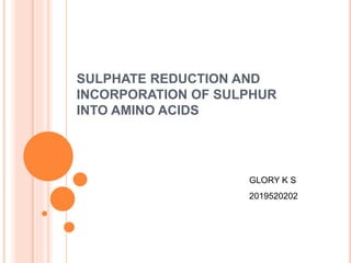 SULPHATE REDUCTION AND
INCORPORATION OF SULPHUR
INTO AMINO ACIDS
GLORY K S
2019520202
 