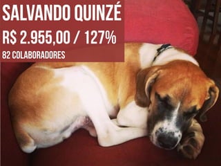 Apresentação do site "Bicharia"