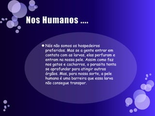 Nos Humanos ....Nós não somos os hospedeiros preferidos. Mas se a gente entrar em contato com as larvas, elas perfuram e entram na nossa pele. Assim como faz nos gatos e cachorros, o parasita tenta se aprofundar para atingir outros órgãos. Mas, para nossa sorte, a pele humana é uma barreira que essa larva não consegue transpor.