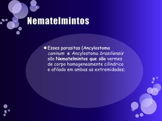 NematelmintosEsses parasitas (Ancylostoma caninum  e Ancylostoma brasiliensissão Nematelmintos que sãovermes de corpo homogeneamente cilíndrico e afilado em ambas as extremidades;