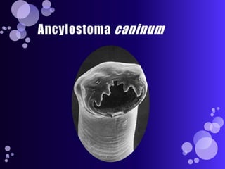 Ancylostoma caninum