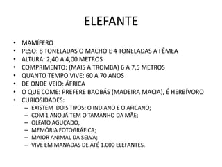 ELEFANTE
•   MAMÍFERO
•   PESO: 8 TONELADAS O MACHO E 4 TONELADAS A FÊMEA
•   ALTURA: 2,40 A 4,00 METROS
•   COMPRIMENTO: (MAIS A TROMBA) 6 A 7,5 METROS
•   QUANTO TEMPO VIVE: 60 A 70 ANOS
•   DE ONDE VEIO: ÁFRICA
•   O QUE COME: PREFERE BAOBÁS (MADEIRA MACIA), É HERBÍVORO
•   CURIOSIDADES:
    –   EXISTEM DOIS TIPOS: O INDIANO E O AFICANO;
    –   COM 1 ANO JÁ TEM O TAMANHO DA MÃE;
    –   OLFATO AGUÇADO;
    –   MEMÓRIA FOTOGRÁFICA;
    –   MAIOR ANIMAL DA SELVA;
    –   VIVE EM MANADAS DE ATÉ 1.000 ELEFANTES.
 