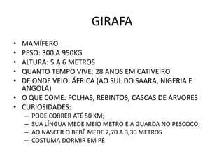 GIRAFA
• MAMÍFERO
• PESO: 300 A 950KG
• ALTURA: 5 A 6 METROS
• QUANTO TEMPO VIVE: 28 ANOS EM CATIVEIRO
• DE ONDE VEIO: ÁFRICA (AO SUL DO SAARA, NIGERIA E
  ANGOLA)
• O QUE COME: FOLHAS, REBINTOS, CASCAS DE ÁRVORES
• CURIOSIDADES:
    –   PODE CORRER ATÉ 50 KM;
    –   SUA LÍNGUA MEDE MEIO METRO E A GUARDA NO PESCOÇO;
    –   AO NASCER O BEBÊ MEDE 2,70 A 3,30 METROS
    –   COSTUMA DORMIR EM PÉ
 