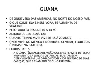 IGUANA
• DE ONDE VEIO: DAS AMÉRICAS, NO NORTE DO NOSSO PAÍS.
• O QUE COME: ELA É HERBÍVORA, SE ALIMENTA DE
  VEGETAIS
• PESO: ADULTO PESA DE 10 A 14 KG
• ALTURA: DE 150 A 200 CM
• QUANTO TEMPO VIVE: VIVE DE 15 À 20 ANOS
• ONDE VIVE: NO MÉXICO E NO BRASIL CENTRAL, FLORESTAS
  ÚMIDAS E NA CAATINGA
• CURIOSIDADES:
   – A IGUANA TÊM EXCELENTE VISÃO QUE LHES PERMITE DETECTAR
     MOVIMENTOS A LONGAS DISTANCIAS. ELAS TAMBÉM
     DESENVOLVERAM UM ÓRGÃO FOTOSENSOR NO TOPO DE SUAS
     CABEÇAS, QUE É CHAMADO DE OLHO PARIENTAL.
 