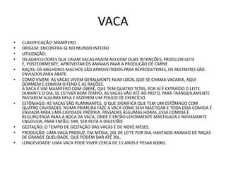 VACA
•   CLASSIFICAÇÃO: MAMÍFERO
•   ORIGEM: ENCONTRA-SE NO MUNDO INTEIRO
•   UTILIZAÇÃO:
•   OS AGRICULTORES QUE CRIAM VACAS FAZEM-NO COM DUAS INTENÇÕES, PRODUZIR LEITE
    E, POSTEORMENTE, APROVEITAR OS ANIMAIS PAAR A PRODUÇÃO DE CARNE
•   RAÇAS: OS MELHORES MACHOS SÃO APROVEITADOS PARA REPRODUTORES, OS RESTANTES SÃO
    ENVIADOS PARA ABATE.
•   COMO VIVEM: AS VACAS VIVEM GERALMENTE NUM LOCAL QUE SE CHAMA VACARIA, AQUI
    DORMEM E COMEM O FENO E AS RAÇÕES.
    A VACA É UM MAMÍFERO COM ÚBERE, QUE TEM QUATRO TETAS, POR AÍ É EXTRAÍDO O LEITE.
    DURANTE O DIA, SE ESTIVER BOM TEMPO, AS VACAS VÃO ATÉ AO PASTO, PARA TRANQUILAMENTE
    PASTAREM ALGUMA ERVA E FAZEREM UM POUCO DE EXERCÍCIO.
•   ESTÔMAGO: AS VACAS SÃO RUMINANTES, O QUE SIGNIFICA QUE TEM UM ESTÔMAGO COM
    QUATRO CAVIDADES. NUMA PRIMEIRA FAZE A VACA COME SEM MASTIGAR E TODA ESSA COMIDA É
    ENVIADA PARA UMA CAVIDADE PRÓPRIA. PASSADAS ALGUMAS HORAS ,ESSA COMIDA É
    REGURGITADA PARA A BOCA DA VACA, ONDE É ENTÃO LENTAMENTE MASTIGADA E NOVAMENTE
    ENGOLIDA, PARA ENTÃO, SIM, SER FEITA A DIGESTÃO.
•   GESTAÇÃO: O TEMPO DE GESTAÇÃO DAS VACAS É DE NOVE MESES.
•   PRODUÇÃO: UMA VACA PRODUZ, EM MÉDIA, 20L DE LEITE POR DIA, HAVENDO ANIMAIS DE RAÇAS
    DE GRANDE QUELIDADE, QUE PODEM DAR ATÉ 30L.
•   LONGEVIDADE: UMA VACA PODE VIVER CERCA DE 15 ANOS E PESAR 600KG.
 