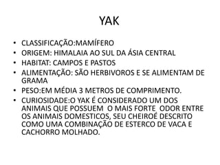 YAK
• CLASSIFICAÇÃO:MAMÍFERO
• ORIGEM: HIMALAIA AO SUL DA ÁSIA CENTRAL
• HABITAT: CAMPOS E PASTOS
• ALIMENTAÇÃO: SÃO HERBIVOROS E SE ALIMENTAM DE
  GRAMA
• PESO:EM MÉDIA 3 METROS DE COMPRIMENTO.
• CURIOSIDADE:O YAK É CONSIDERADO UM DOS
  ANIMAIS QUE POSSUEM O MAIS FORTE ODOR ENTRE
  OS ANIMAIS DOMESTICOS, SEU CHEIROÉ DESCRITO
  COMO UMA COMBINAÇÃO DE ESTERCO DE VACA E
  CACHORRO MOLHADO.
 