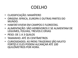COELHO
• CLASSIFICAÇÃO: MAMÍFERO
• ORIGEM: ÁFRICA, EUROPA E OUTRAS PARTES DO
  MUNDO.
• HABITAT:VIVEM EM CAMPOS E FLORESTAS.
• ALIMENTAÇÃO: SÃO HERBÍVOROS E SE ALIMENTAM DE
  LEGUMES, FOLHAS, TREVOS E ERVAS
• PESO: DE 1 A 3 QUILOS
• TAMANHO: ATÉ 35 CENTÍMETROS
• CURIOSIDADES: AS PATAS TRAZEIRAS SÃO MUITO
  FORTES E ELES PODEM ALCANÇAR ATÉ 100
  QUILÔMETROS POR HORA.
 