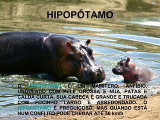 HIPOPÓTAMO O  HIPOPÓTAMO  É UM MAMÍFERO, ANFÍBIO, UNGULADO COM PELE GROSSA E NUA, PATAS E CALDA CURTA, SUA CABEÇA É GRANDE E TRUCADA COM FOCINHO LARGO E ARREDONDADO. O  HIPOPÓTAMO  É PREGUIÇOSO, MAS QUANDO ESTÁ NUM CONFLITO PODE CHEGAR ATÉ 50 km/h 