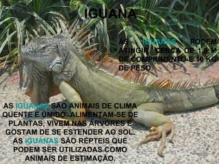IGUANA AS  IGUANAS  SÃO ANIMAIS DE CLIMA QUENTE E ÚMIDO. ALIMENTAM-SE DE PLANTAS, VIVEM NAS ÁRVORES E GOSTAM DE SE ESTENDER AO SOL. AS  IGUANAS  SÃO RÉPTEIS QUE PODEM SER UTILIZADAS COMO ANIMAIS DE ESTIMAÇÃO. AS  IGUANAS  PODEM ATINGIR  CERCA DE 1,8 M DE COMPRIMENTO E 10 KG DE PESO. 