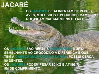 JACARÉ OS  JACARÉS  SÃO RÉPTEIS  CARNÍVOROS  MUITO  SEMELHANTE AO CROCODILO A DIFERENÇA É QUE  TEM A  CABEÇA MAIS CURTA E LARGA . POSSUI CERCA  80 DENTES.  OS  JACARÉS  PODEM PESAR 80 KG E ATINGIR 5M DE COMPRIMENTO. OS  JACARÉS  SE ALIMENTAM DE PEIXES, AVES, MOLUSCOS E PEQUENOS MAMÍFEROS QUE FICAM NAS MARGENS DO RIO. 