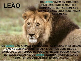 LEÃO OS  LEÕES  VIVEM EM GRANDES FAMÍLIAS, ONDE O MACHO É  DOMINANTE, MUITAS FÊMEAS E  CRIAS. A CAÇA ESTA RESERVADA AS FÊMEAS. OS  LEÕES  SÃO ANIMAIS CARNÍVOROS. AS PRESAS PREFERIDAS SÃO AS ZEBRAS, GNUS, IMPALA E OUTROS CERVÍDEOS E ANTÍLOPES. EM TEMPOS DE POUCAS PRESAS, PODEM ATACAR BÚFALOS E GIRAFAS. OS  LEÕES  PODEM ATINGIR CERCA DE 1,90M, TER 90CM DE ALTURA EPESAR 150 KG. 