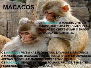MACACOS OS  MACACOS  VIVEM NAS FLORESTAS, SAVANAS E PÂNTANOS A MAIORIA DOS MACACOS É ARBORÍCOLA (VIVEM EM ÁRVORES), APENAS O GORILA E MANDRIS, PREFEREM O SOLO. OS  MACACOS  SE ALIMENTAM DE FOLHAS, FRUTOS, SEMENTES, PEQUENOS ANFÍBIOS E CARAMUJOS. OS  MACACOS , A MAIORIA VIVE EM  BANDO, CHEFIADA PELO MACHO A  FUNÇÃO DO CHEFE GUIAR O BANDO  EM BUSCA DE ALIMENTO.  