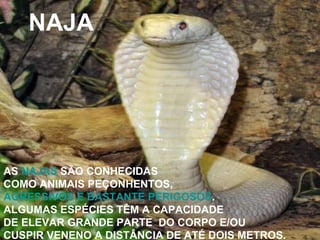 NAJA AS  NAJAS  SÃO CONHECIDAS  COMO ANIMAIS PEÇONHENTOS,  AGRESSIVOS E BASTANTE PERIGOSOS . ALGUMAS ESPÉCIES TÊM A CAPACIDADE DE ELEVAR GRANDE PARTE  DO CORPO E/OU CUSPIR VENENO A DISTÂNCIA DE ATÉ DOIS METROS. 
