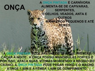 ONÇA A  ONÇA PINTADA  É CARNÍVORA ALIMENTA-SE DE CAPIVARAS, SERPENTES, COELHOS, VEADOS, ANTA E OUTROS MAMÍFEROS PEQUENOS E ATÉ PEIXES. A  ONÇA PINTADA  PODE PASSAR DE 20 ANOS, PREFERE CAÇAR À NOITE.  A ONÇA POSSUI MANDÍBULAS FORTES E POR ISSO, ATACA SUAS  VÍTIMAS MORDENDO A REGIÃO DO CRÂNIO. A  ONÇA PINTADA  PODE PESAR 100KG E O MACHO ATINGE 1,80M E A FÊMEA 1,40M DE COMPRIMENTO. 