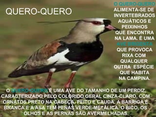 QUERO-QUERO O  QUERO-QUERO  É UMA AVE DO TAMANHO DE UM PERDIZ, CARACTERIZADO PELO COLORIDO GERAL CINZA-CLARO, COM  ORNATOS PRETO NA CABEÇA, PEITO E CAUDA. A BARRIGA É  BRANCA E A ASA TEM PENAS VERDE-METÁLICA. O BICO, OS  OLHOS E AS PERNAS SÃO AVERMELHADAS. O QUERO-QUERO ALIMENTA-SE DE  INVERTEBRADOS AQUÁTICOS E  PEIXINHOS QUE ENCONTRA NA LAMA. É UMA  AVE BRIGENTA   QUE PROVOCA  RIXA COM  QUALQUER  OUTRA  ESPÉCIE  QUE HABITA NA CAMPINA. 