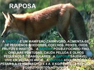 RAPOSA A  RAPOSA  É UM MAMÍFERO CARNÍVORO. ALIMENTA-SE  DE PEQUENOS ROEDORES, COELHOS, PEIXES, OVOS, FRUTOS E INSETOS.  A  RAPOSA  POSSUI FOCINHO FINO,  ORELHAS PONTUDAS, CAUDA PELUDA E OLHOS PEQUENOS E TRIANGULARES.  A  RAPOSA  SAUDÁVEL  VIVE EM MÉDIA 10 ANOS .  A  RAPOSA  ADULTA PODE  PESAR 6 A 10 KG (MACHO) E 4 A  8 KG(FÊMEA). A RAPOSA  POSSUI HÁBITOS NOTURNOS. 