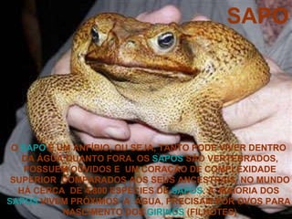 SAPO O  SAPO  É UM ANFÍBIO, OU SEJA, TANTO PODE VIVER DENTRO  DA ÁGUA QUANTO FORA. OS  SAPOS  SÃO VERTEBRADOS, POSSUEM OUVIDOS E  UM CORAÇÃO DE COMPLEXIDADE SUPERIOR  COMPARADOS AOS SEUS ANCESTRAIS. NO MUNDO HÁ CERCA  DE 4.800 ESPÉCIES DE  SAPOS . A  MAIORIA DOS  SAPOS  VIVEM PRÓXIMOS  A  ÁGUA, PRECISAM POR OVOS PARA  NASCIMENTO DOS  GIRINOS  (FILHOTES) 