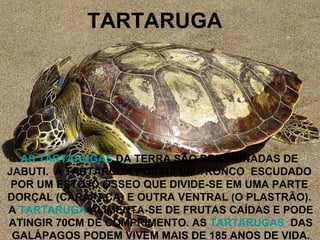 TARTARUGA AS TARTARUGAS  DA TERRA SÃO DENOMINADAS DE  JABUTI.  A TARTARUGA POSSUI UM TRONCO  ESCUDADO  POR UM ESTOJO ÓSSEO QUE DIVIDE-SE EM UMA PARTE  DORÇAL (CARAPAÇA) E OUTRA VENTRAL (O PLASTRÃO).  A  TARTARUGA  ALIMENTA-SE DE FRUTAS CAÍDAS E PODE ATINGIR 70CM DE COMPRIMENTO. AS  TARTARUGAS   DAS  GALÁPAGOS PODEM VIVEM MAIS DE 185 ANOS DE VIDA. 