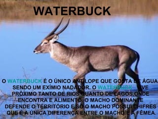 WATERBUCK O  WATERBUCK  É O ÚNICO ANTÍLOPE QUE GOSTA DE ÁGUA,  SENDO UM EXÍMIO NADADOR. O  WATERBUCK   VIVE  PRÓXIMO TANTO DE RIOS QUANTO DE LAGOS,ONDE  ENCONTRA E ALIMENTO. O MACHO DOMINANTE  DEFENDE O TERRITÓRIO E SÓ O MACHO POSSUI CHIFRES  QUE É A ÚNICA DIFERENÇA ENTRE O MACHO E A FÊMEA . 