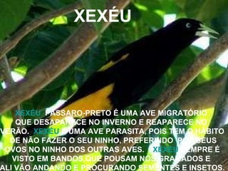 XEXÉU XEXÉU   PÁSSARO-PRETO É UMA AVE MIGRATÓRIO  QUE DESAPARECE NO INVERNO E REAPARECE NO  VERÃO.  XEXÉU  É UMA AVE PARASITA, POIS TEM O HÁBITO DE NÃO FAZER O SEU NINHO, PREFERINDO  PÔR SEUS OVOS NO NINHO DOS OUTRAS AVES.  XEXÉU  SEMPRE É  VISTO EM BANDOS,QUE POUSAM NOS GRAMADOS E  ALI VÃO ANDANDO E PROCURANDO SEMENTES E INSETOS. 