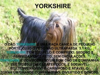 YORKSHIRE O CÃO  YORKSHIRE  É UMA RAÇA CANICA DE PEQUENO  PORTE, CUJO O PESO NÃO ULTRAPASSA  3.1 KG.  YORKSHIRE  TEM SEU PÊLO É COMPRIDO, SEDOSO E  PERFEITAMENTE RETO, SEM ONDULAÇÕES.  YORKSHIRE  É CONSIDERADO UM BOM CÃO DE COMPANHIA.  ELE  POSSUI UM CARÁTER DÓCIL E SOCIÁVEL.  SEU TEMPERAMENTO CARINHOSO E AFÁVEL O  TORNA UM GRANDE COMPANHEIRO, DIVERTIDO E DEVOTO.  