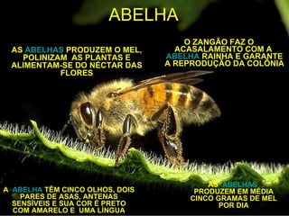 ABELHA O ZANGÃO FAZ O ACASALAMENTO COM A  ABELHA  RAINHA E GARANTE A REPRODUÇÃO DA COLÔNIA AS  ABELHAS  PRODUZEM O MEL, POLINIZAM  AS PLANTAS E ALIMENTAM-SE DO NÉCTAR DAS FLORES AS  ABELHAS  PRODUZEM EM MÉDIA CINCO GRAMAS DE MEL POR DIA A  ABELHA  TÊM CINCO OLHOS, DOIS PARES DE ASAS, ANTENAS SENSÍVEIS E SUA COR É PRETO COM AMARELO E  UMA LÍNGUA 