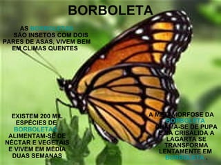 BORBOLETA A METAMORFOSE DA  BORBOLETA  CHAMA-SE DE PUPA E NA CRISÁLIDA A LAGARTA SE TRANSFORMA LENTAMENTE EM  BORBOLETA  . AS  BORBOLETAS SÃO INSETOS COM DOIS PARES DE ASAS, VIVEM BEM EM CLIMAS QUENTES .  EXISTEM 200 MIL ESPÉCIES DE  BORBOLETAS.  ALIMENTAM-SE DE NÉCTAR E VEGETAIS E VIVEM EM MÉDIA DUAS SEMANAS 