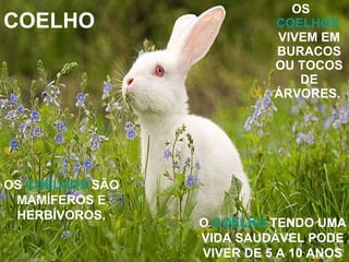 COELHO OS  COELHOS  VIVEM EM BURACOS OU TOCOS DE ÁRVORES.  OS  COELHOS  SÃO MAMÍFEROS E HERBÍVOROS. O  COELHO  TENDO UMA VIDA SAUDÁVEL PODE VIVER DE 5 A 10 ANOS 