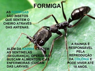 FORMIGA ALÉM DA  RAINHA  EXISTEM AS SENTINELAS (SEGURANÇA), OPERÁRIAS ( BUSCAM ALIMENTOS) E AS ENFERMEIRAS (CUIDAM DAS LARVAS). AS  FORMIGAS  SÃO INSETOS QUE SENTEM O CHEIRO ATRAVÉS DAS ANTENAS. A RAINHA É RESPONSÁVEL PELA REPRODUÇÃO DA  COLÔNIA  E PODE VIVER ATÉ 18 ANOS. 
