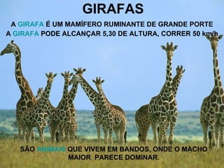 GIRAFAS A  GIRAFA  É UM MAMÍFERO RUMINANTE DE GRANDE PORTE A  GIRAFA  PODE ALCANÇAR 5,30 DE ALTURA, CORRER 50 km/h SÃO  ANIMAIS  QUE VIVEM EM BANDOS, ONDE O MACHO MAIOR  PARECE DOMINAR. 