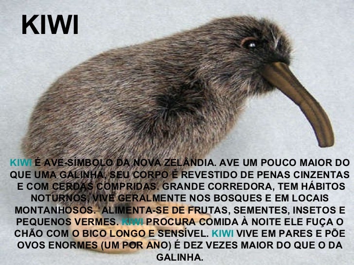 Resultado de imagem para ave kiwi