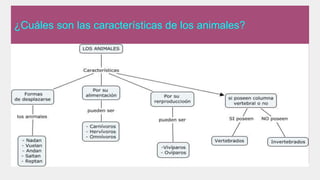 ¿Cuáles son las características de los animales?
 